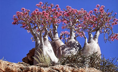 Kelebihan Adenium