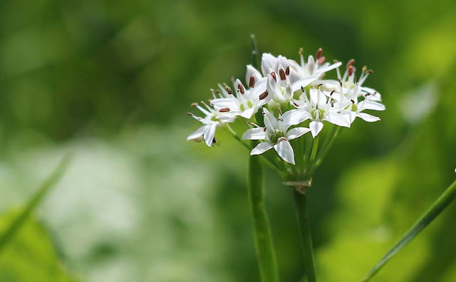 Garlic Chives Flowers Pictures