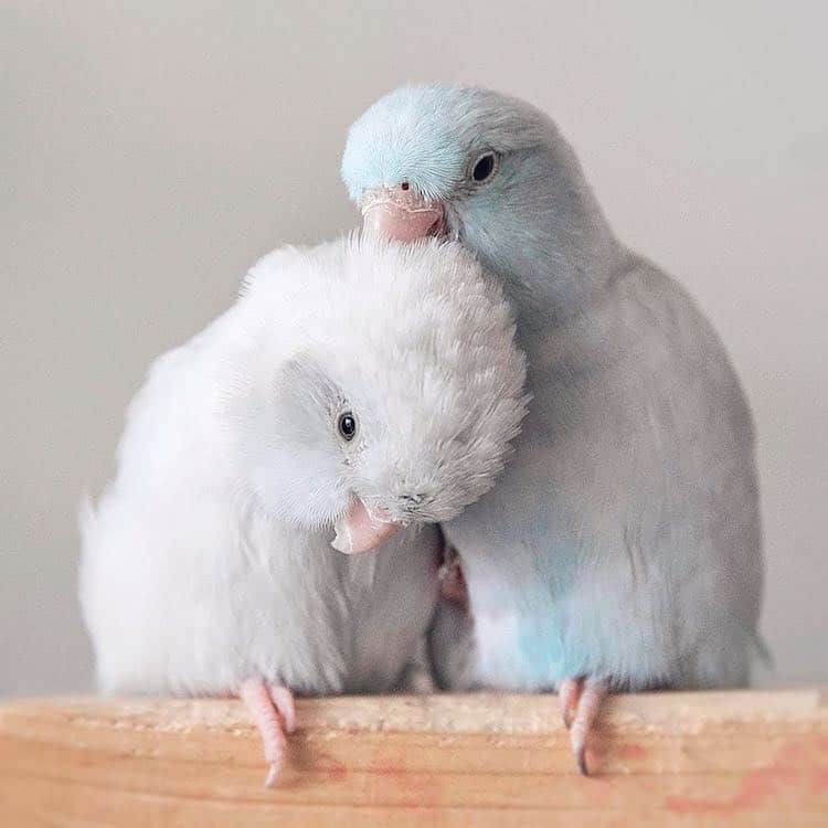 Adorable Images Depict The Relationship Between Four Pastel-Colored Parrotlet Birds