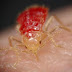 National Geographic video of bed bug feeding