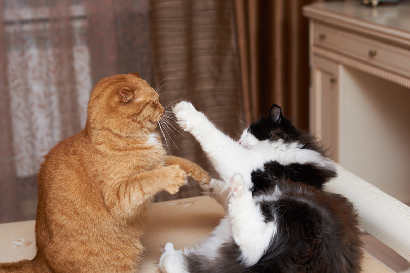 Can Synthetic  Pheromones Help With Aggression in Multi Cat  