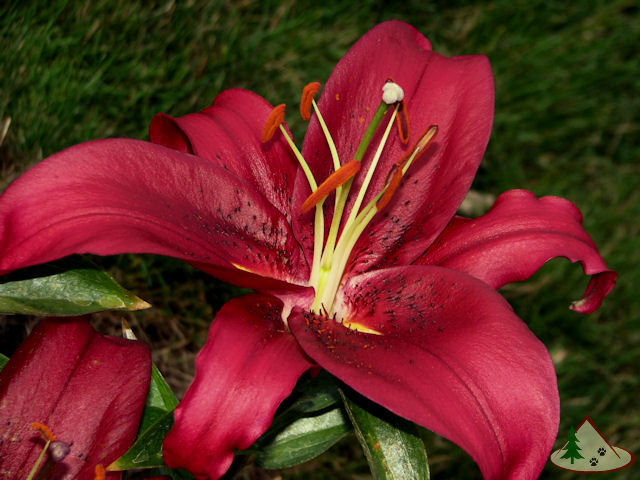 name 20 types of flowers Oriental Lily Flower | 640 x 480