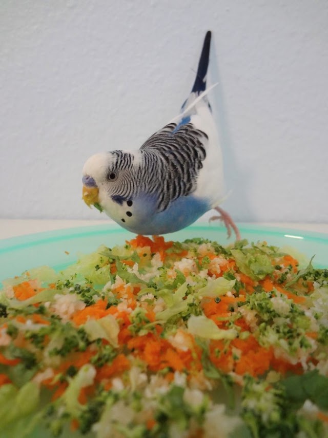 Things your budgie should NOT eat: