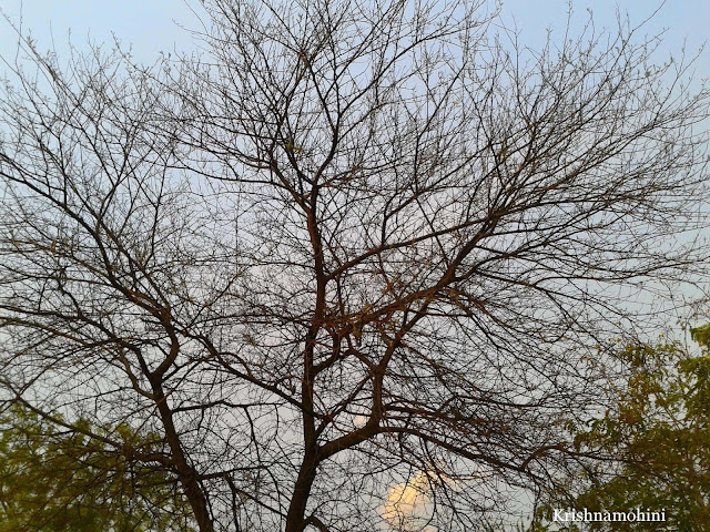 A Lone Tree Image for Poem: Friend On Highway 