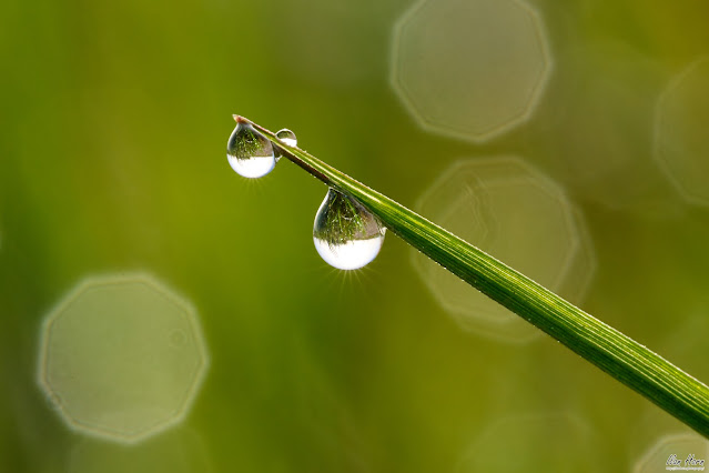 Magical Dew Drops