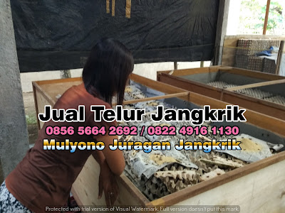 budidaya jangkrik, cara beternak jangkrik, cara budidaya jangkrik, cara ternak jangkrik, jual telur jangkrik, ternak jangkrik