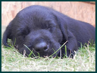 black labrador retriever puppy pictures