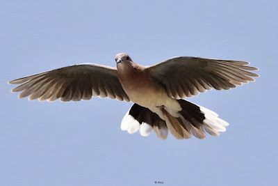 Laughing Dove