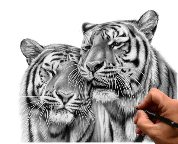 A Stunning Wildlife Drawings by an British Artist