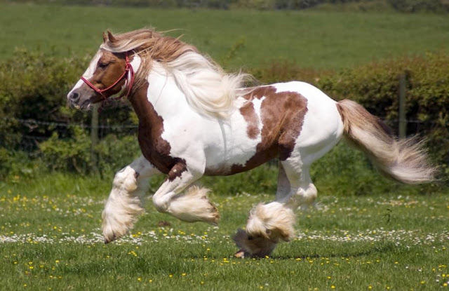 Most Beautiful Horse