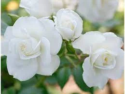 সাদা গোলাপ ফুলের ছবি - Pictures of white roses - ২০ রঙের গোলাপ ফুলের ছবি - গোলাপ ফুলের বিভিন্ন জাত - Pictures of 20 colored roses - NeotericIT.com