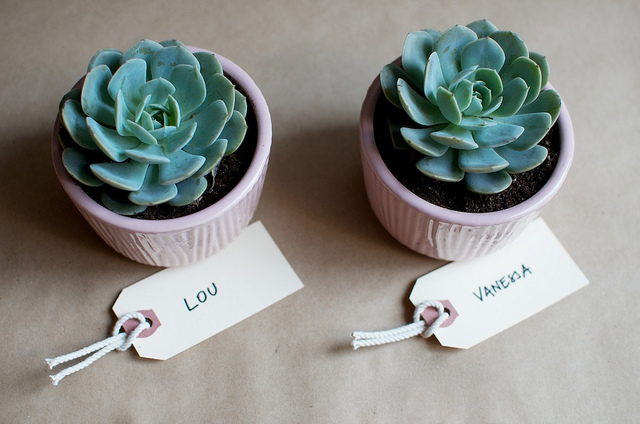 types of flowers you can plant DIY Potted Succulent Gifts | 640 x 424