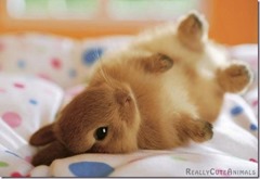 Cute-Rabbit-03