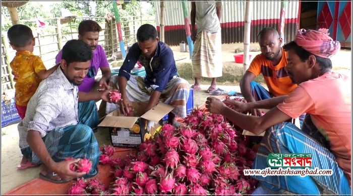 নওগাঁয় ড্রাগন চাষ লাভজনক বাণিজ্যিকভাবে গড়ে উঠেছে বাগান