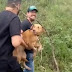 Vídeo: Cadela que escapou de clínica veterinária é encontrada em área de mata em Manaus