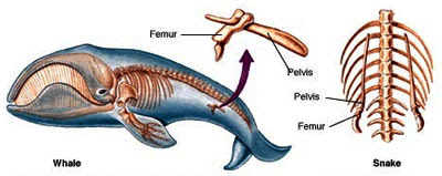 Petunjuk - Petunjuk Tentang Adanya Evolusi Interpretasi Para Pakar Biologi