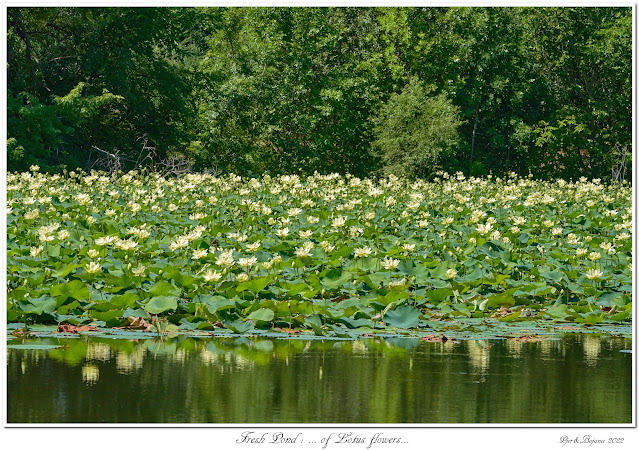 Fresh Pond: ... of Lotus flowers...