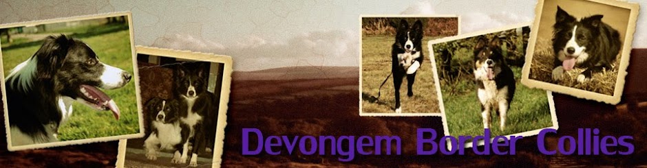 Devongem Border Collies