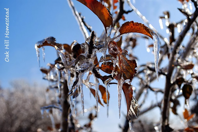 Dead leaves on an oak tree are encased in ice after an ice storm.