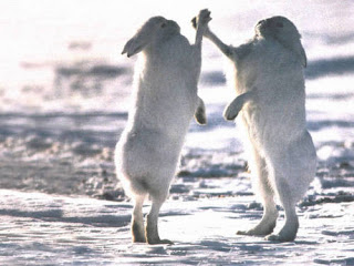 arctic hare