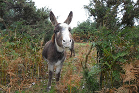 Funny animals of the week - 20 December 2013 (40 pics), funny donkey picture