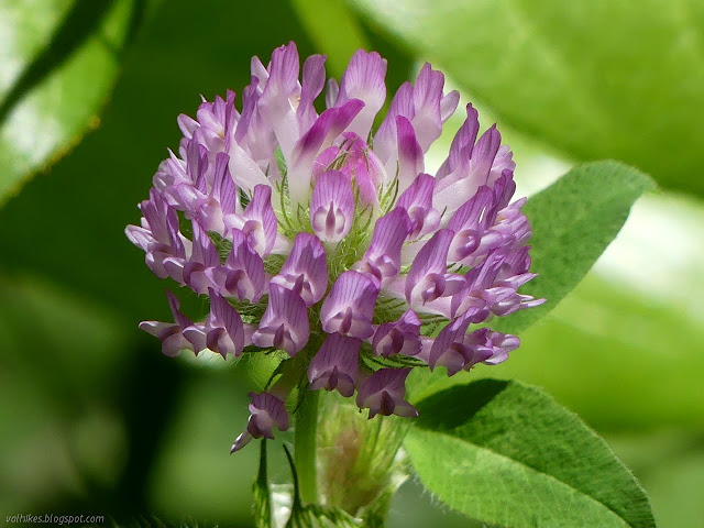 bright hoods of light purple