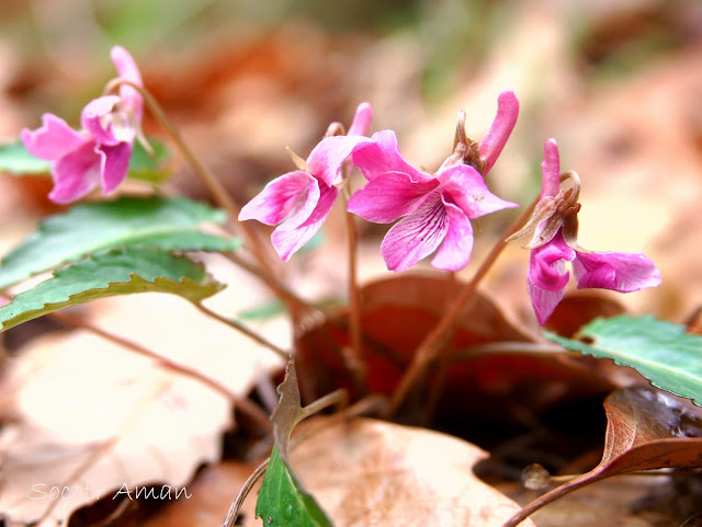 Viola violacea