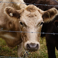 Cute Cows Our Mini Family Road Trip!