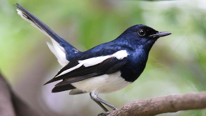 Manfaat Kicauan Burung untuk Kesehatan Mental: Penelitian Terbaru