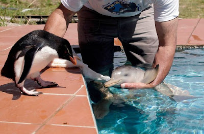 10-Day Old Baby Dolphin Rescued In Uruguay Seen On  www.coolpicturegallery.us