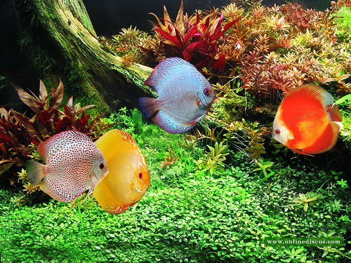 Koleksi Gambar Ikan  Yang  Cantik  Weird n Fun Ideas