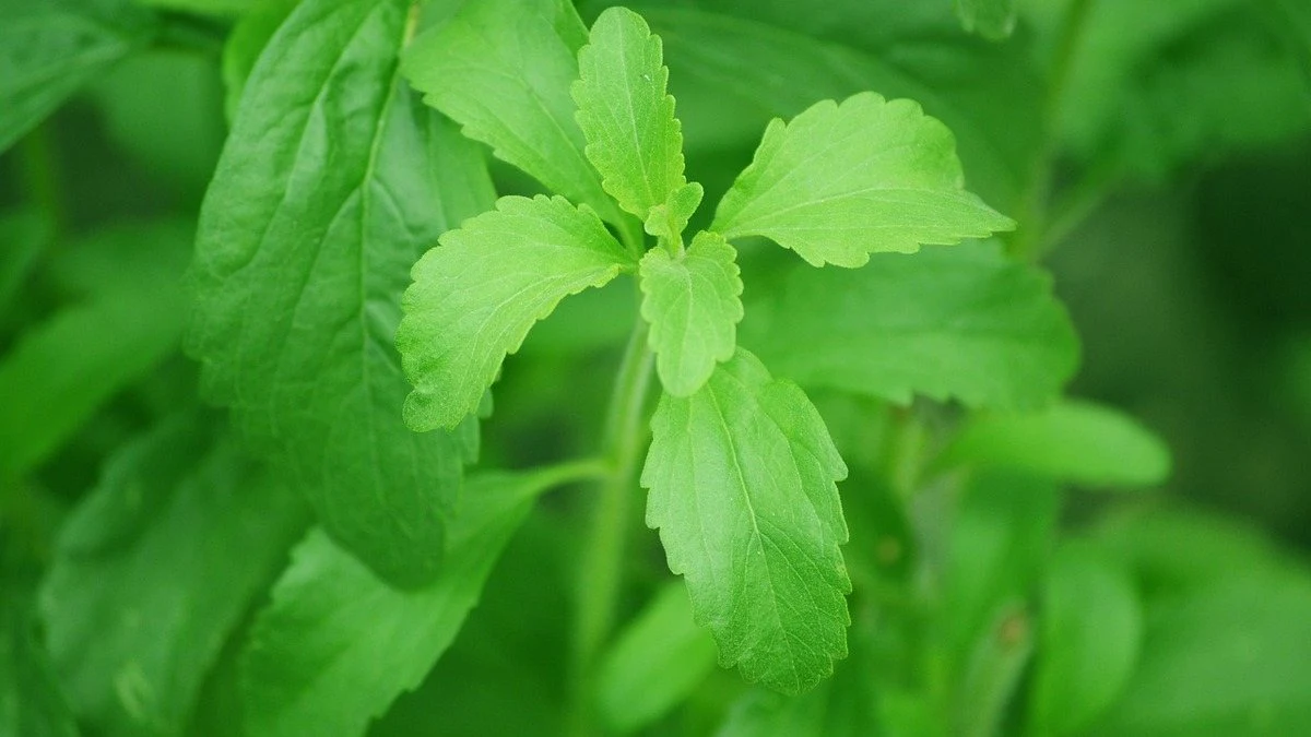 Leaves of Stevia Plant