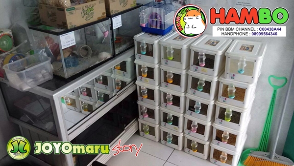 Cara Memulai Beternak Hamster