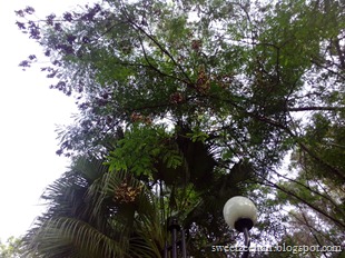 Pokok saga (2)