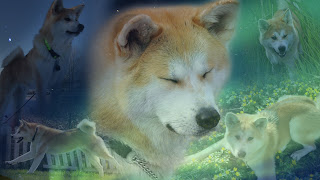 Akita Wallpapers