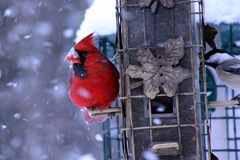 IMG_4409A