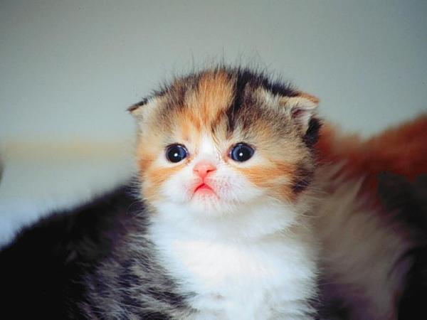 Cat Scottish Fold Kitten