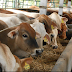 Penyakit Pada Sapi dan cara Pengobatannya