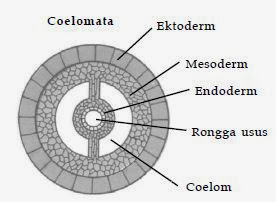 Susunan tubuh pada coelomata