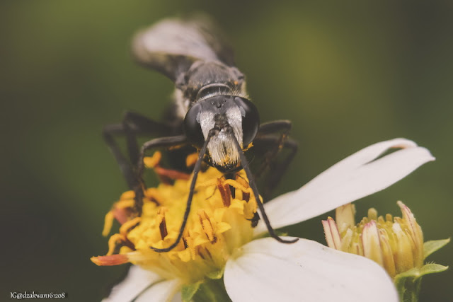 Top 10 Ten Images Macro Photography Part 7 | Wasp edition