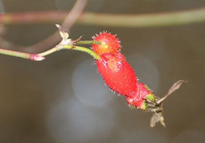 Mandarin or Moyes Rose (Rosa moyesii)?