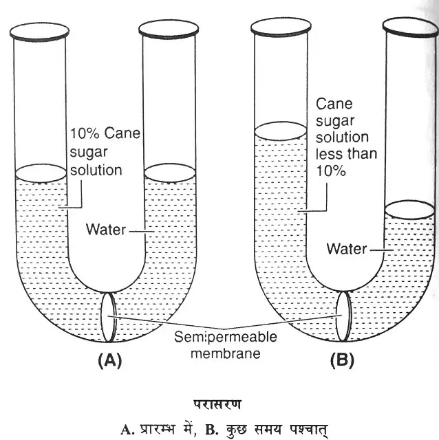 परासरण (Osmosis) तथा विसरण (Diffusion) : परिभाषा, उदाहरण, महत्व|hindi