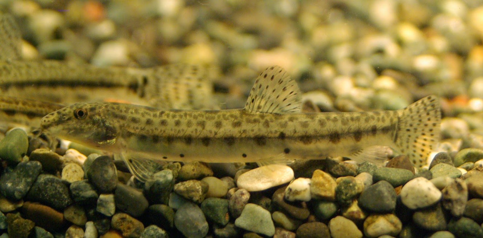 東京淡水魚図鑑 シマドジョウ ドジョウ科シマドウジョウ属