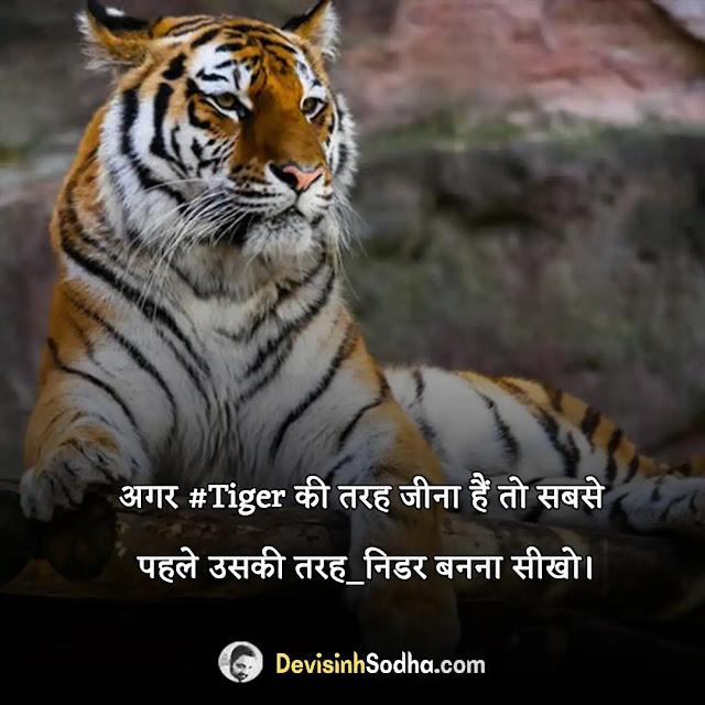 tiger shayari in hindi, tiger attitude shayari in hindi, बाघ शायरी, डॉन वाली शायरी, शेर की दहाड़ वाली शायरी, शेर पर शायरी, lion king shayari, shayari on sher tiger in hindi, tiger पर शायरी, बब्बर शेर स्टेटस इन हिंदी