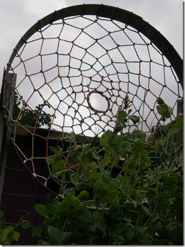 peas on trellis         