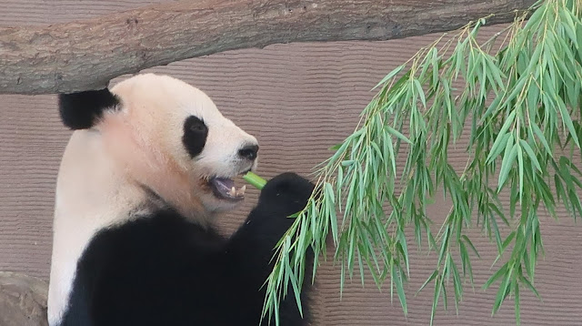 南紀白浜 アドベンチャーワールド パンダ