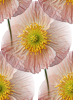 0_4dcb5_6fd37915_XS