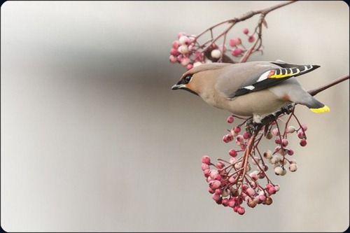 Amazing Beauty of Waxwing Birds10