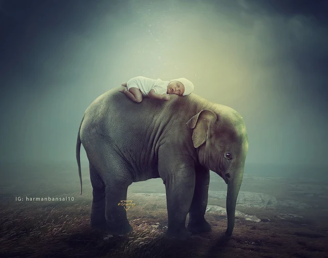 Baby Sleeping over an elephant