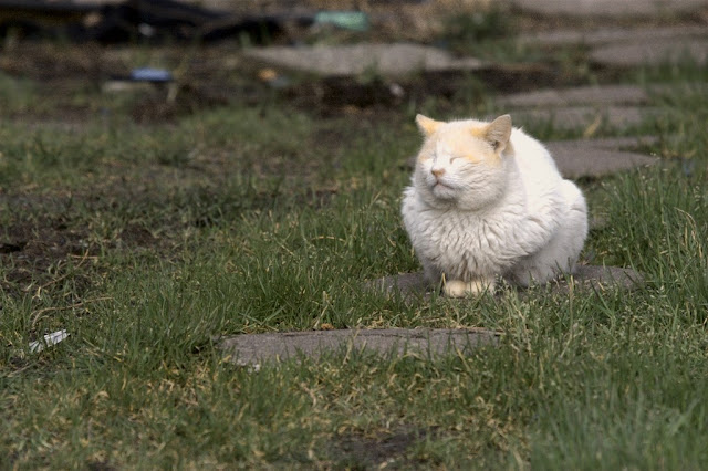 wet feral tomcat Whitey sunning himself to dry off